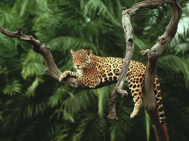 Jaguar in a tree Pantanal, Brazil.